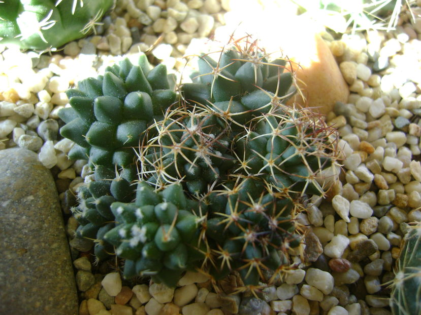 Mammillaria polythele cv. Stachellos & Mammillaria polythele ssp. obconella; colonie formata din 3 varietati de Mammillaria polythele
