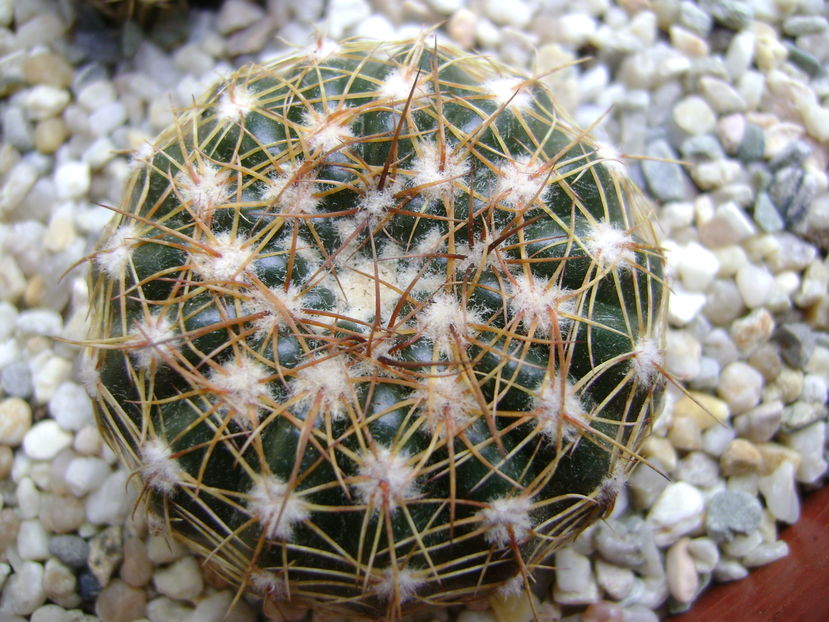 Parodia werneri (Notocactus uebelmannianus)