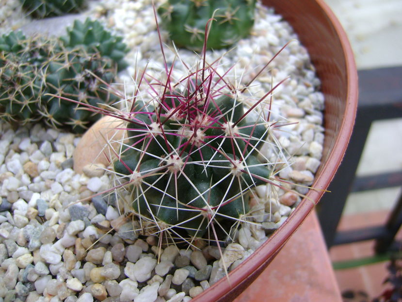 Hamatocactus setispinus
