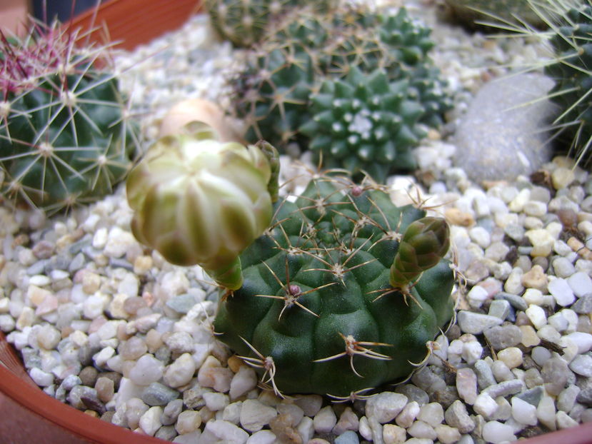 Gymnocalycium damsii v. tucavocense