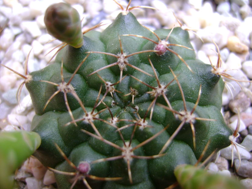 Gymnocalycium damsii v. tucavocense