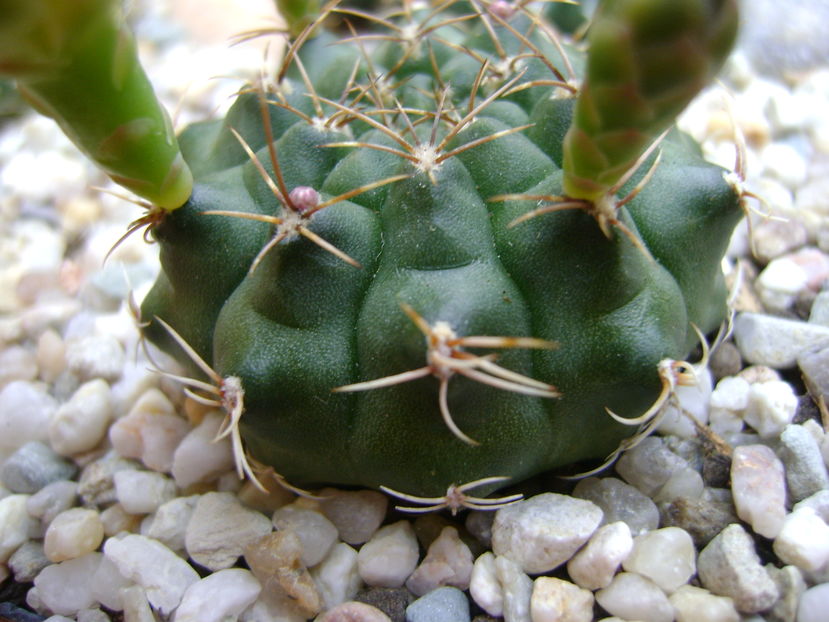 Gymnocalycium damsii v. tucavocense
