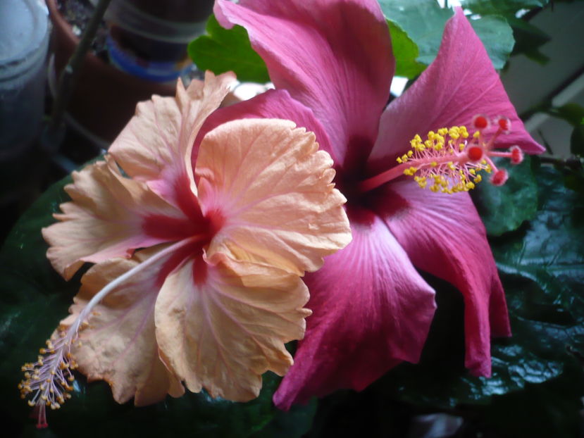 P1300547 - HIBISCUSI 2016-7