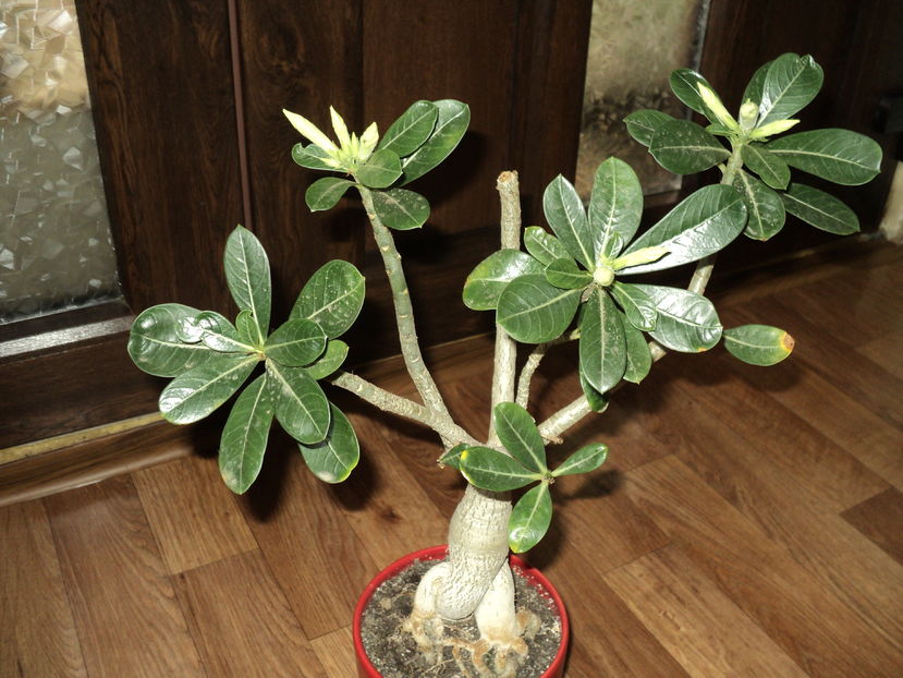 1 nov 2016 - ADENIUM