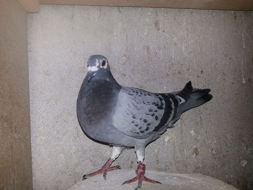 locu 1 - Rezultate 2012 2013