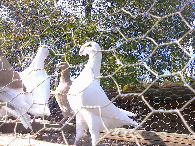 o frumusete de expozitie