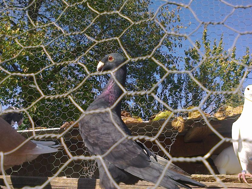 Fotografie9716 - GERMANI GALBENI SI ALBI