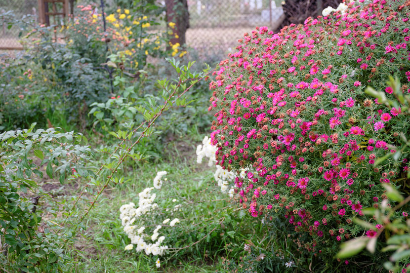 Aster Royal Ruby - 2016 Pridvor