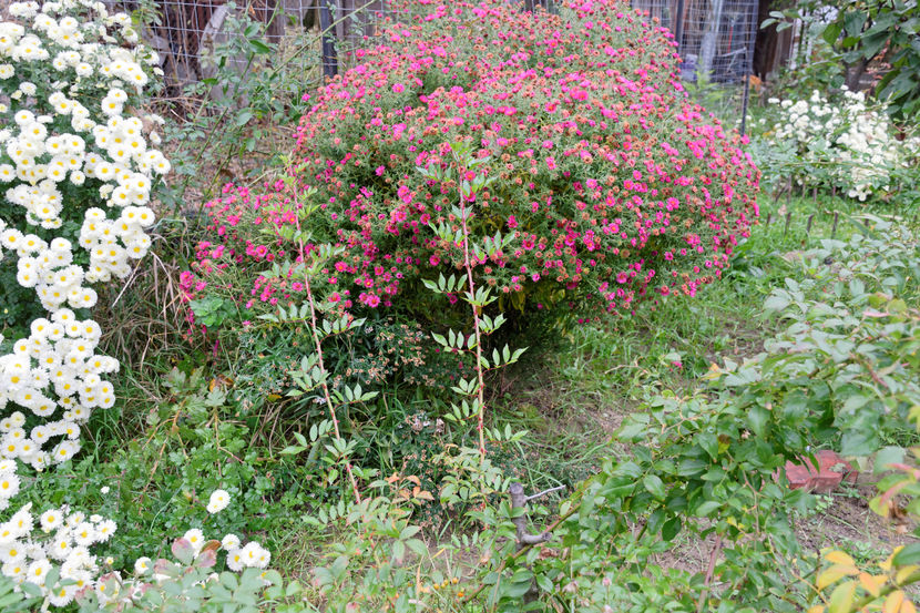 Aster deja trecut...