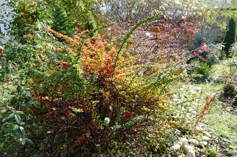 Berberis