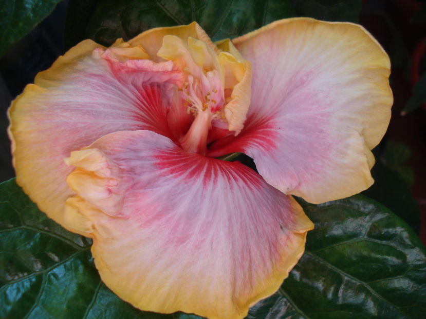  - Hibiscus Dienie Gommer