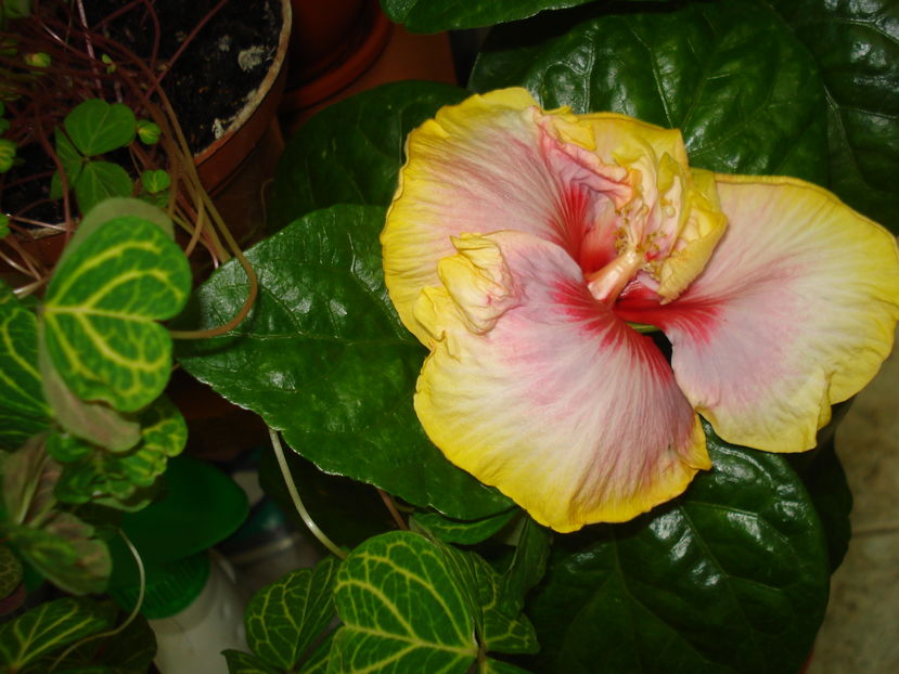  - Hibiscus Dienie Gommer