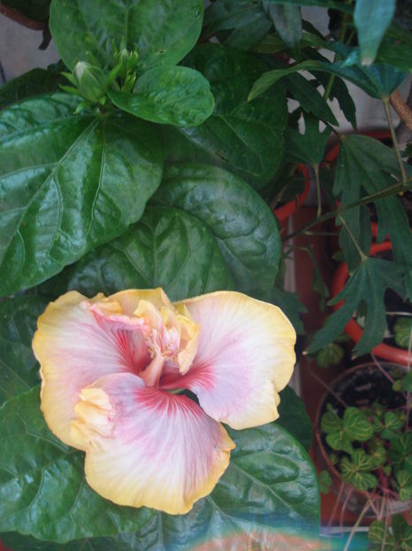  - Hibiscus Dienie Gommer