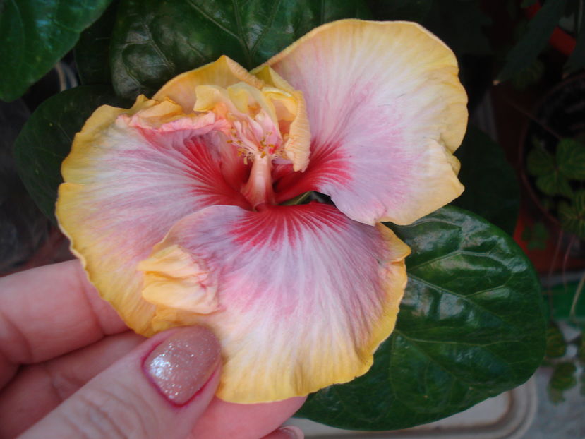  - Hibiscus Dienie Gommer