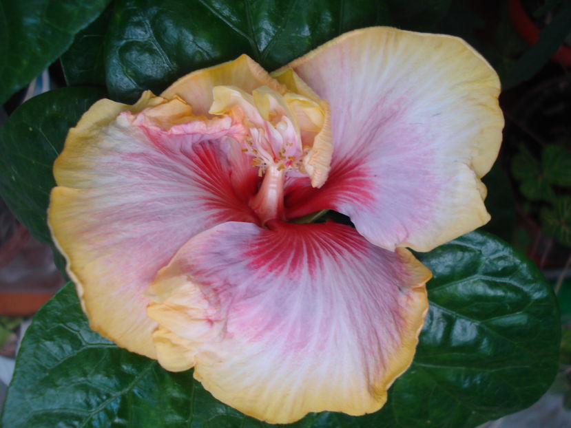  - Hibiscus Dienie Gommer