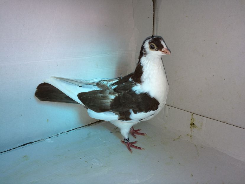 10838  femelă  2016