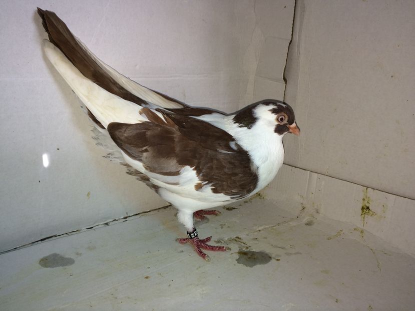 12135  femelă  2016