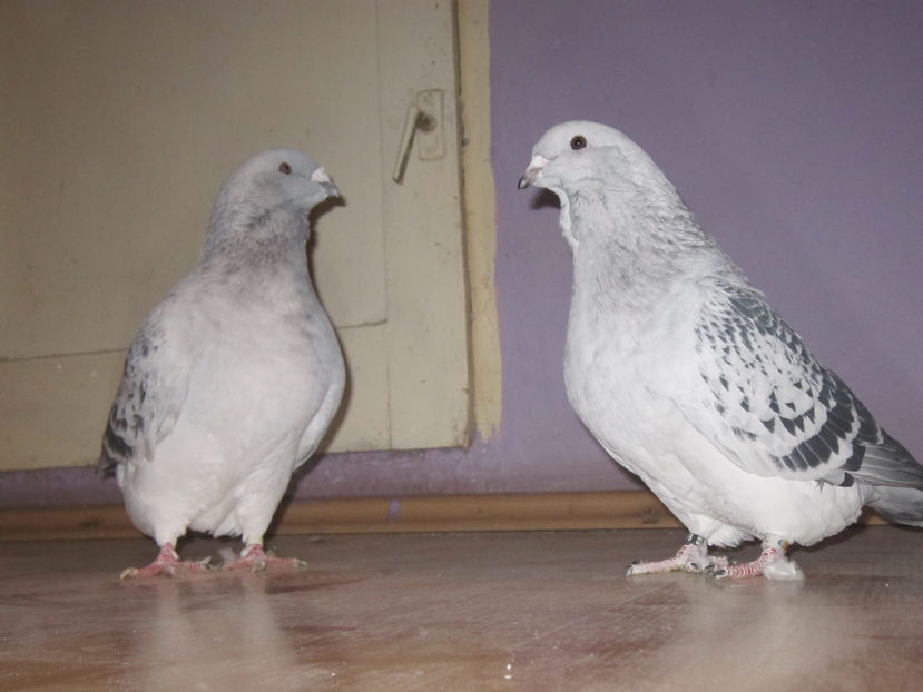 CRISTIANO M2015&ANGELS F 2016; FATA ARE 3-4 LUNI
