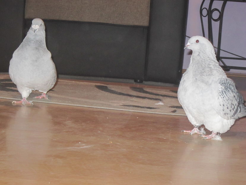 POSIBIL CUPLU; M 2015&f2016
