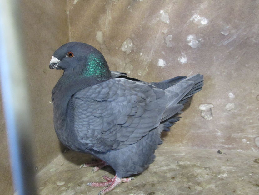 F 2015 - POZE SUPLIMENTARE