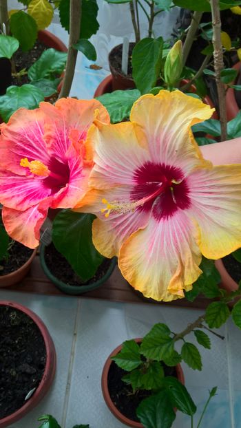  - Hibiscus Peggy s Pride