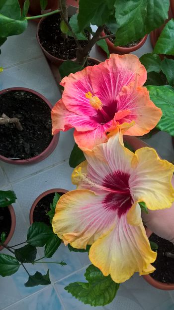  - Hibiscus Peggy s Pride