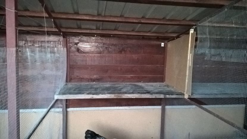 separeu cocoși - H- Voliera