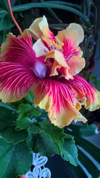  - Hibiscus Tahitian Spotted Sun