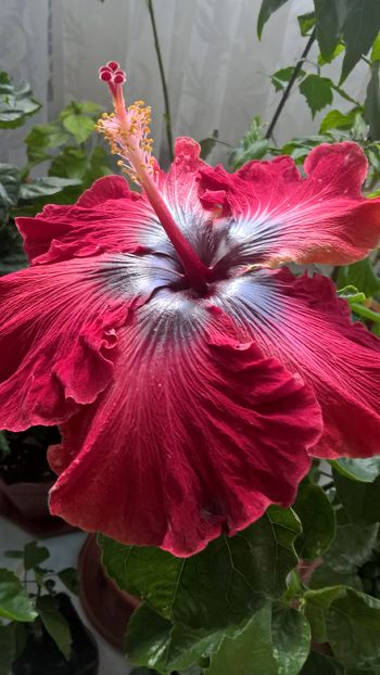  - Hibiscus Maroon Stars