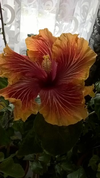  - Hibiscus Gerald Derr