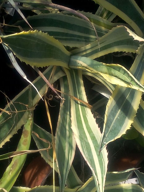 ingens marginata striata