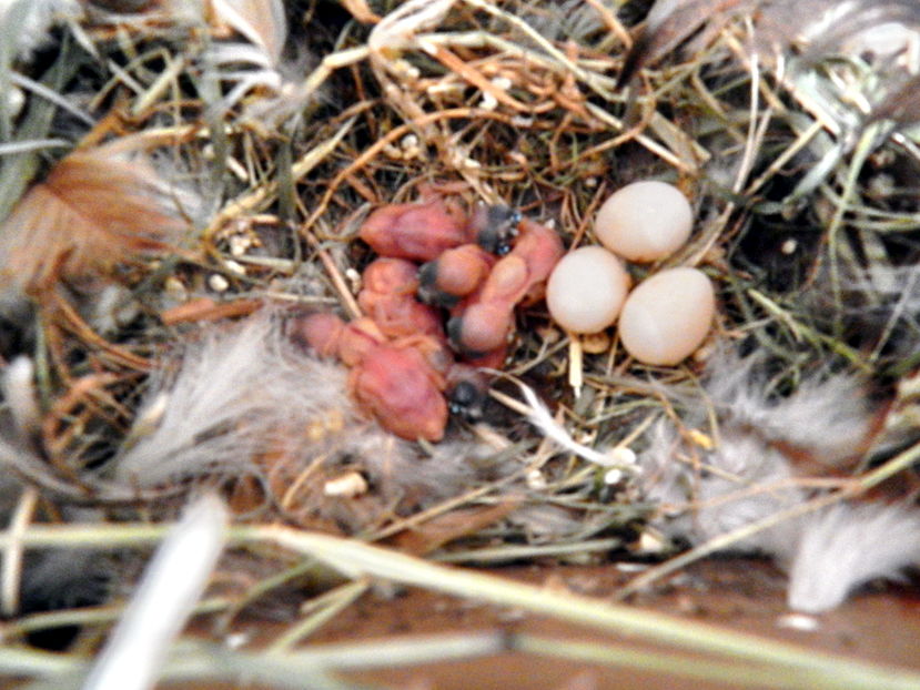 Pui de o zi; 5 pui din 8 oua..sufletele dragi
