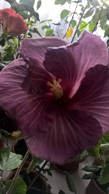  - Hibiscus Tahitian Purple Sovereign