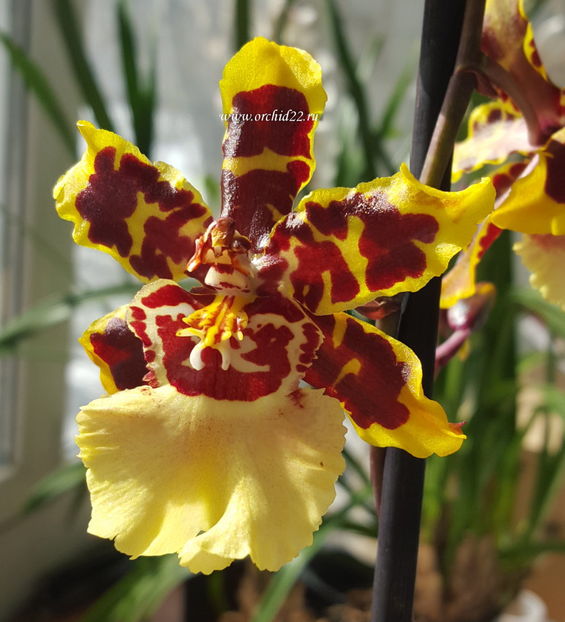 Colmanara Wildcat yellow butterfly-poza net - cambria