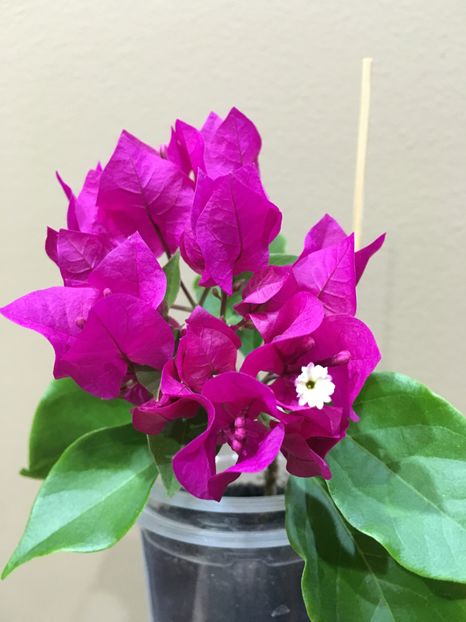  - Bougainvillea 2016 - pierdută