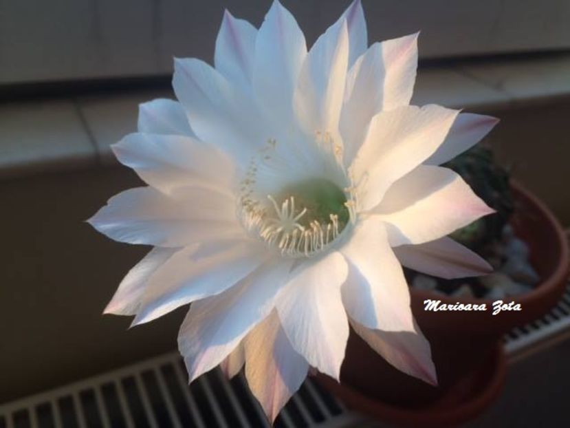 Echinopsis