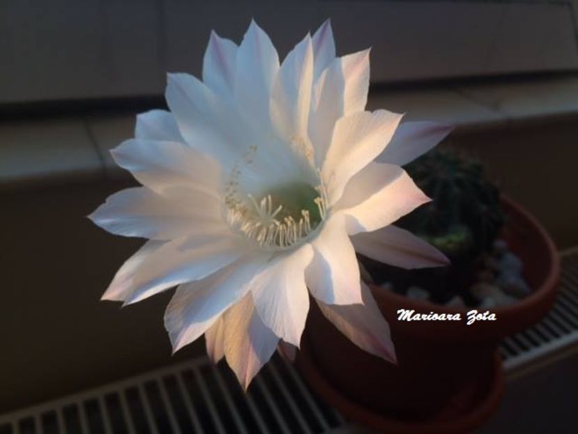 Echinopsis