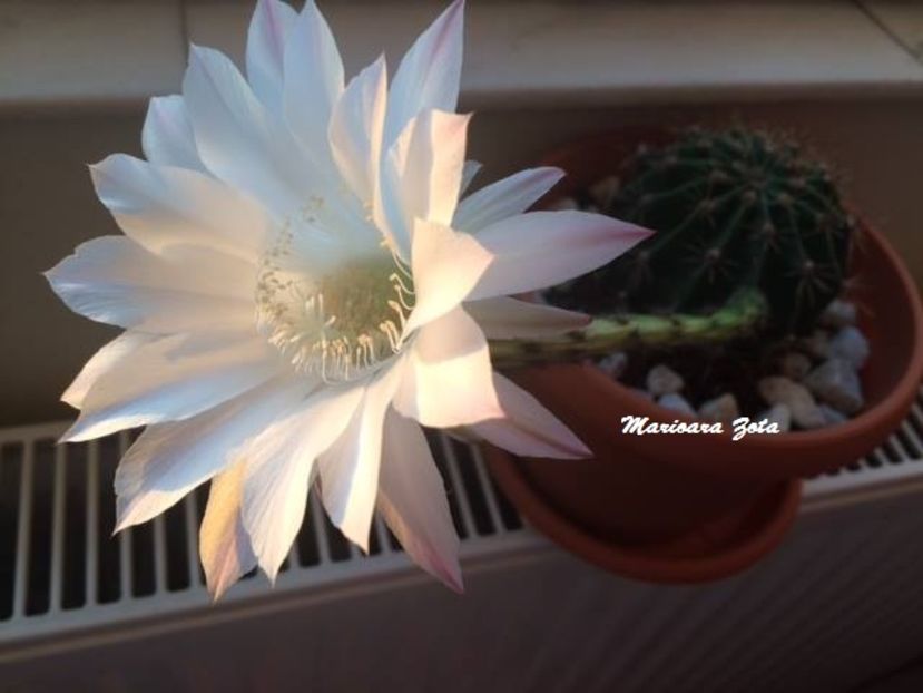 Echinopsis