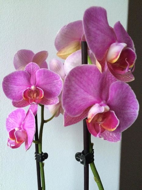 12.04.2016 - Orhidee 2016