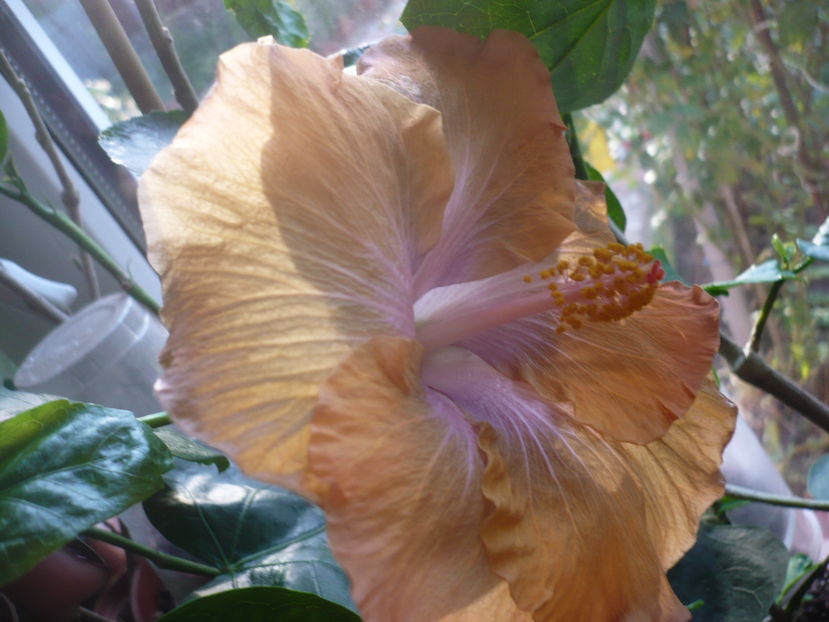 P1300550 - HIBISCUSI 2016-7