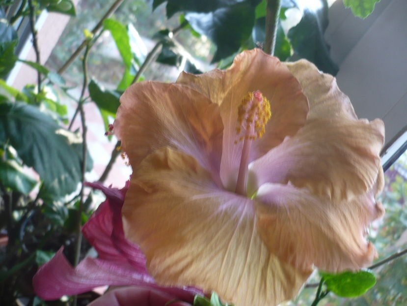 P1300555 - HIBISCUSI 2016-7