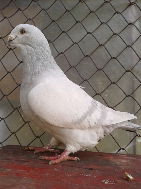 F 2012 fara inel - Vanduti