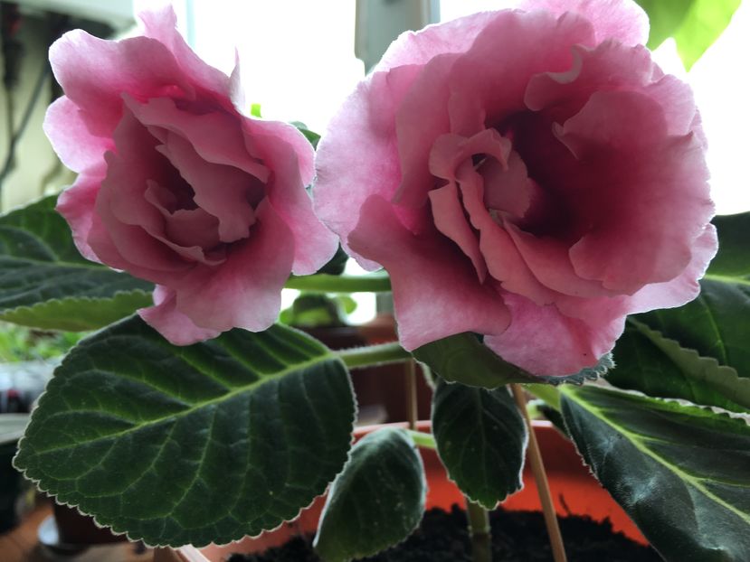 Silvana pink - Gloxinia 2016