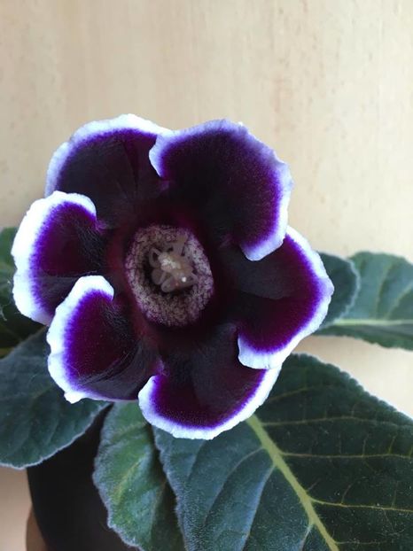 Kaiser Wilhelm - Gloxinia 2016