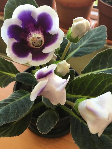 Kaiser Wilhelm - Gloxinia 2016