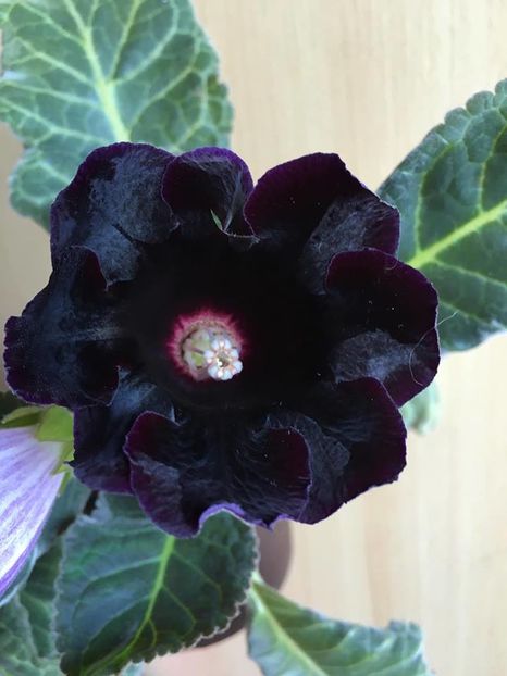 Prince Albert - Gloxinia 2016