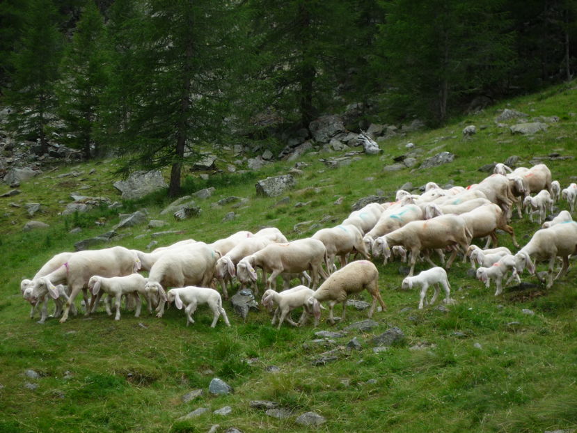 Oitele Bergschaf tunse cu miei