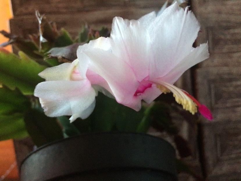  - Schlumbergera