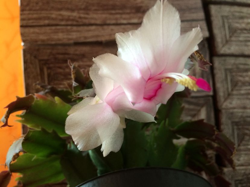  - Schlumbergera