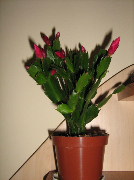  - Schlumbergera